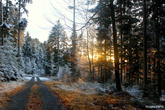Forêt enneigée
