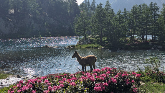 Lac de Trecolpas: Faune et flore sauvages