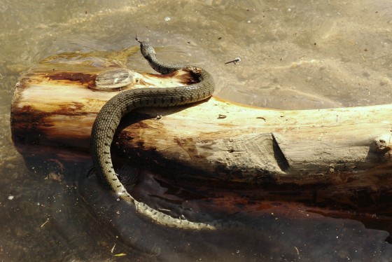 Serpent au Lac des Corbeaux
