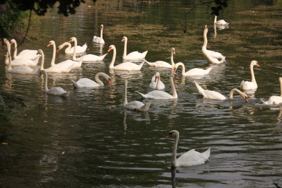 Lac des cygnes