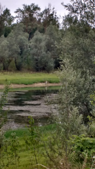 Surprise au bord du lac