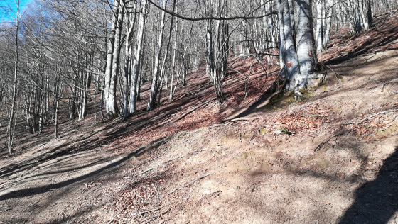 Lacet dans la forêt