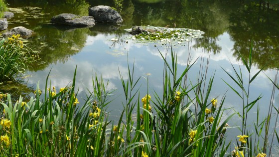 Lacs supérieurs