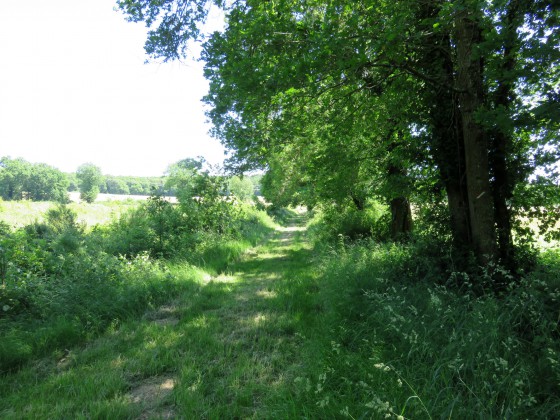 laisser alors le GR 46 tout droit pour prendre à droite le chemin balisé vert