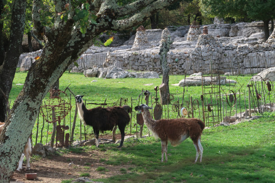 Lamas