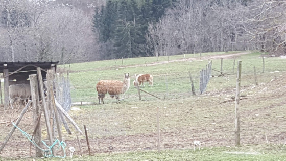 Lamas