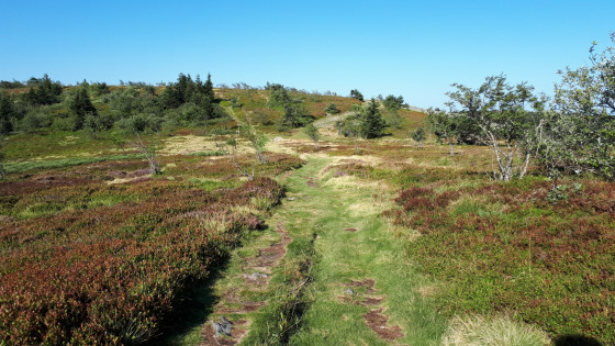 Landes de Bruyères et Myrtilliers