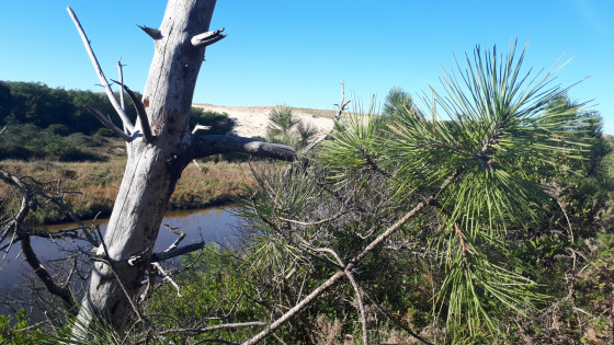 Landes