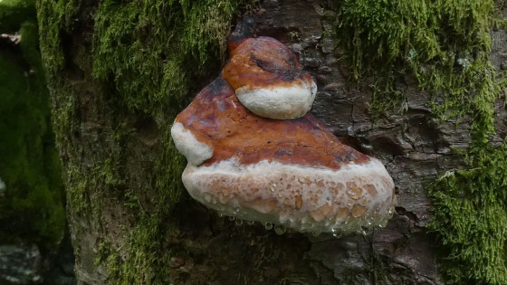 Langue de Bœuf