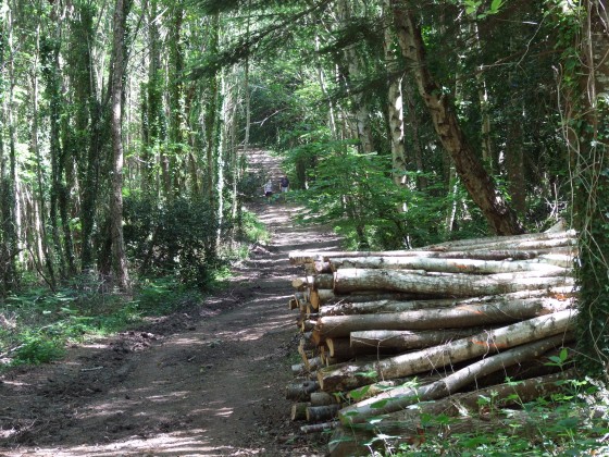 Large all&eacute;e en lis&egrave;re Ouest