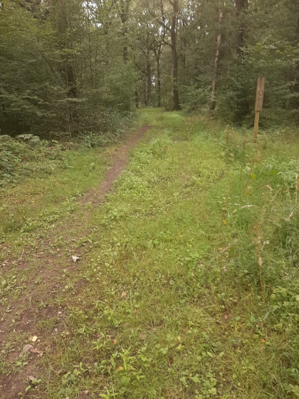 Large chemin parcouru par un sentier