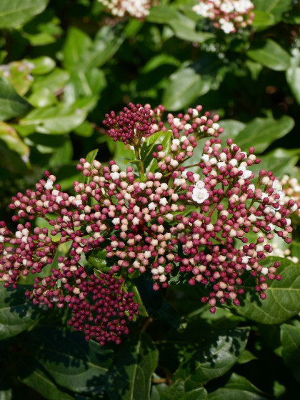 Laurier Tin Laurier Tin