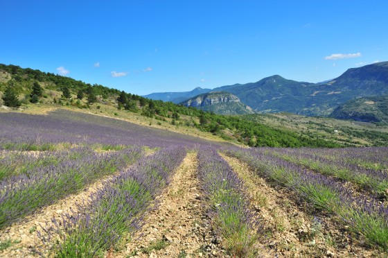 Lavande