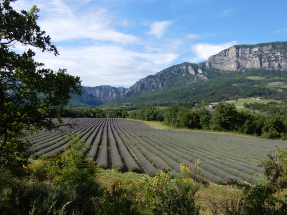 Lavande