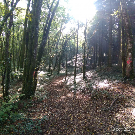 Layon vers la lisière de bois.