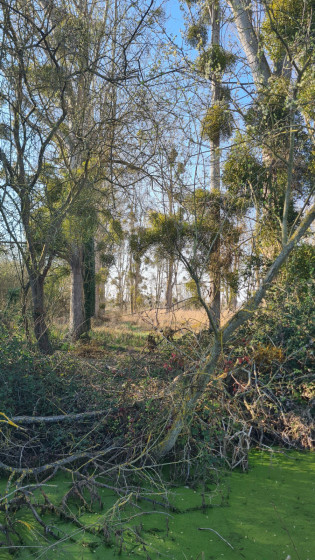 Le bayou normand