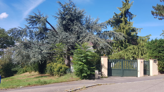 Beaux arbres de la Rue du Poitou