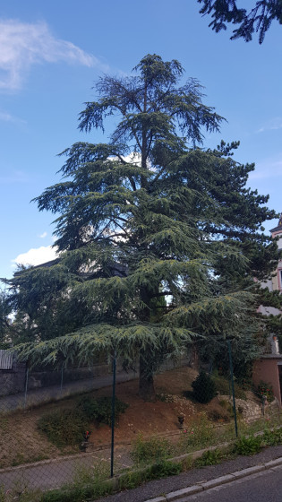 Bel arbre dans le Sentier au Bois