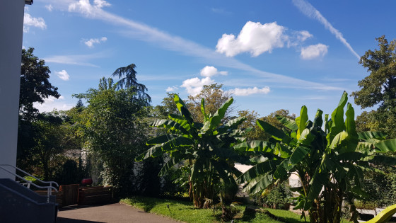 Palmier du sentier Chanteclair