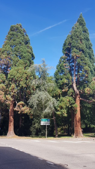 2 arbres imposants à l\'entrée sud du parc Tivoli
