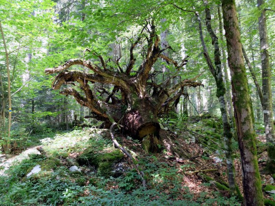Le Bizot - Le Bois de la Côte