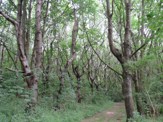 le bois de chataigniers