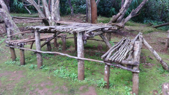 Le bois de goyavier