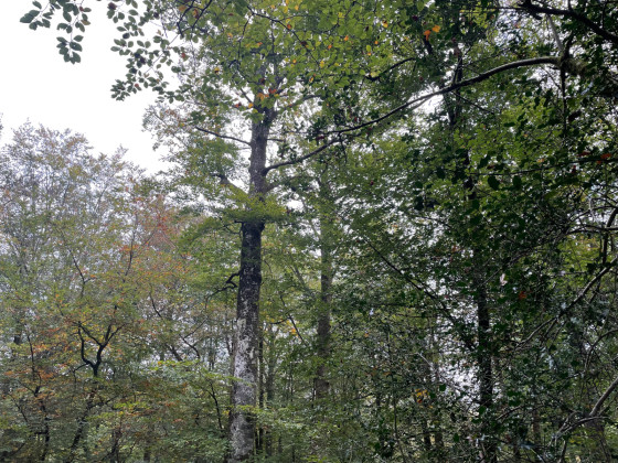 Le Bois de Mixe