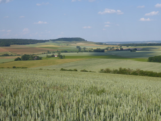 Le bois le Mont