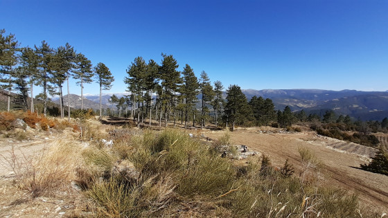 Le bosquet de pins de Clos Richard