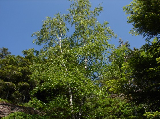 le bouleau au château