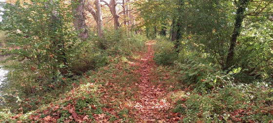 Sous-bois