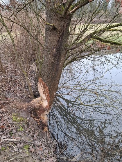 Le castor r&eacute;introduit en Alsace