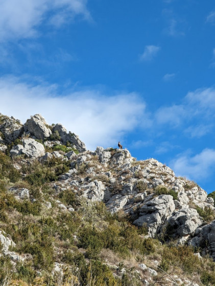 Le chamois du Bauroux