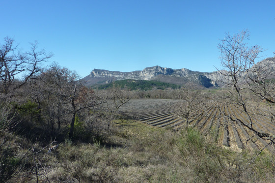 Le champs de lavande