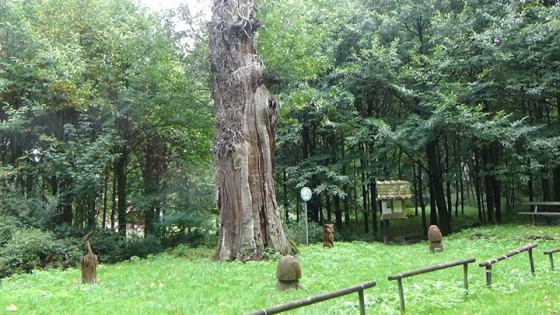le chataignier