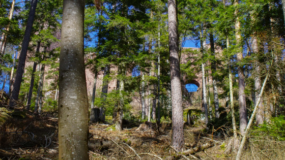 Le château de Wangenbourg vu depuis la forêt