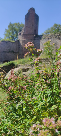 Le château du Landsberg