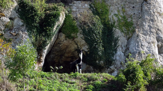 Le château féodal de Montfaucon