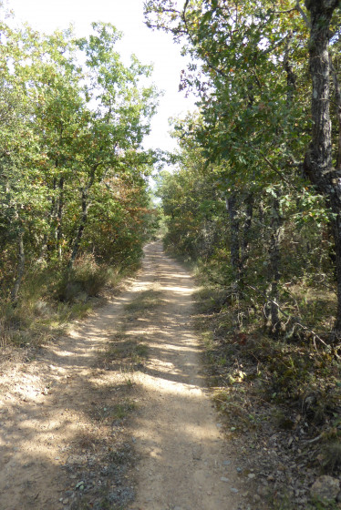Le chemin dans la forêt