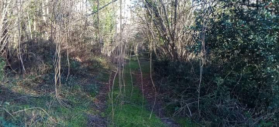 le chemin dans le bois