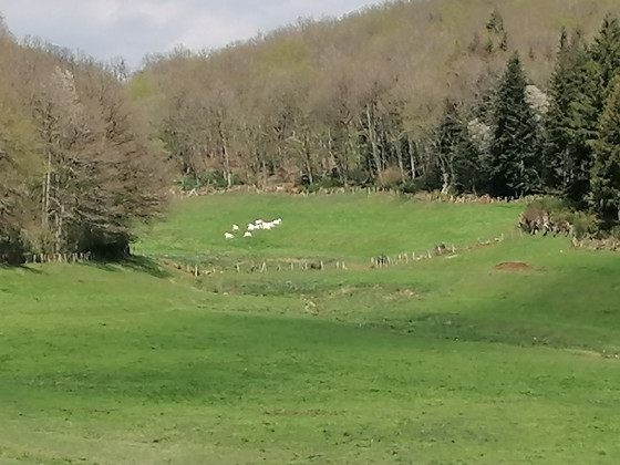 Le chemin de la Grand Vie