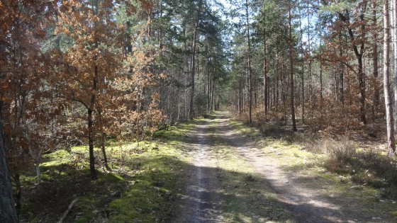 Le chemin de randonnée traverse une forêt mixte