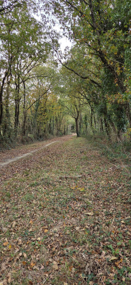 Le chemin des Gaulois