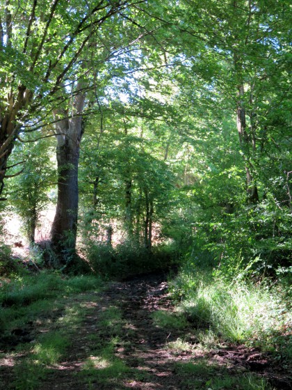 le chemin des Grosses Roches qui s\'enfonce dans un petit bois.