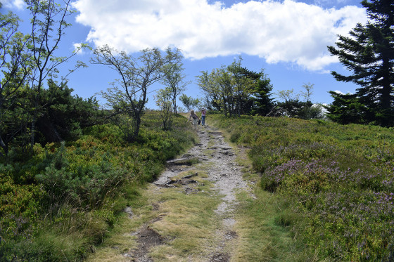 Le chemin des myrtilles