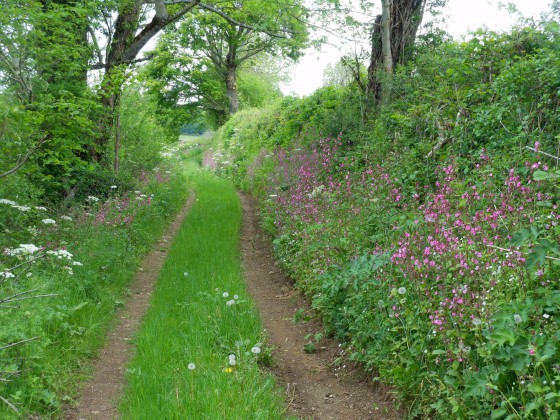 Le chemin des Toisons
