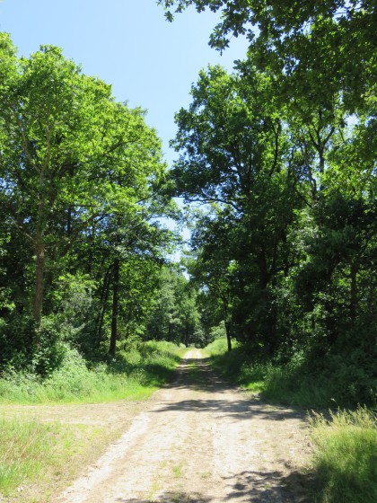 le chemin devient forestier
