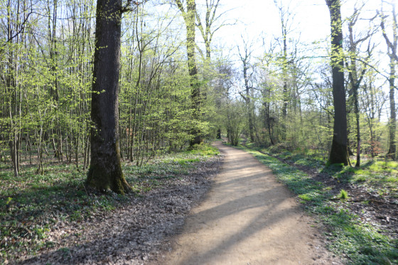 Le chemin du Bois de Saulxures
