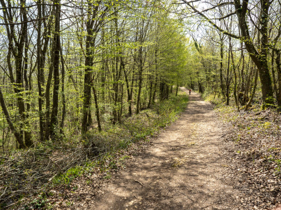 Le chemin du Haut de la Taye